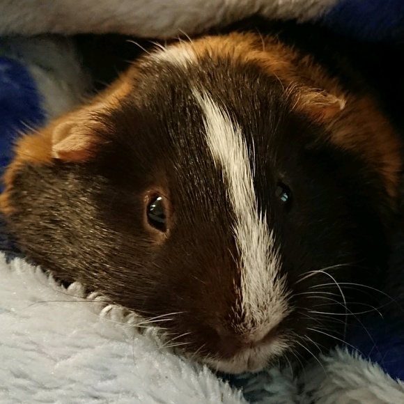 Meet your Posher, Robert - Picture 1 of 1